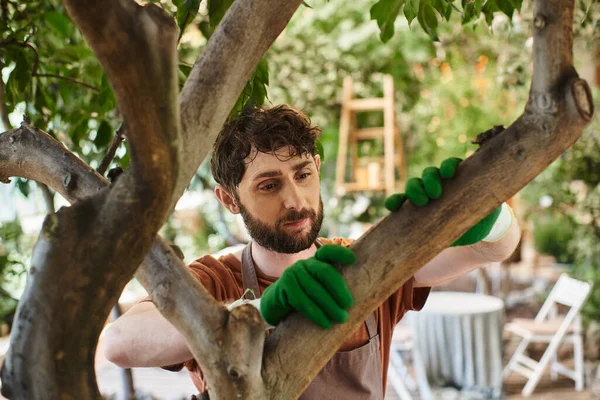 Beau jardinier barbu dans des gants examinant l'arbre dans la serre moderne, horticulture, concept — Photo de stock