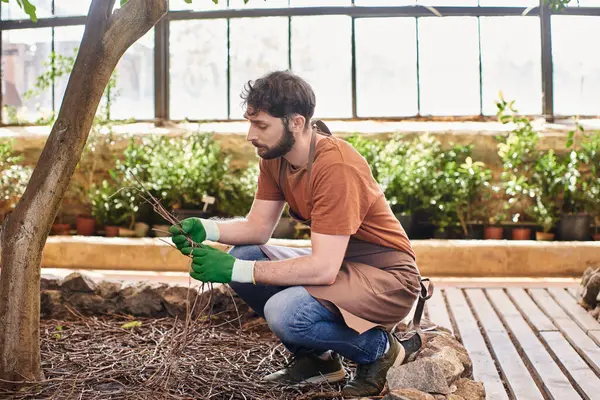 Handsome bearded gardener in gloves and apron examining dry twigs under tree in modern greenhouse — Stock Photo