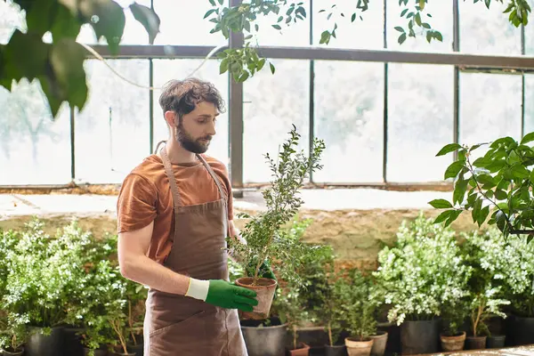 Bonito e barbudo jardineiro em luvas e avental de linho segurando vaso planta em estufa — Fotografia de Stock