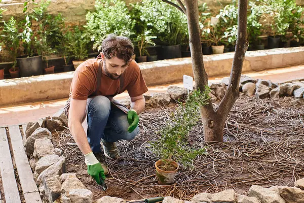 Красивый бородатый садовник в перчатках и фартуках, пересаживающий растения и копающий землю в теплице — стоковое фото