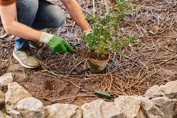 Cropped shot of gardener in gloves and apron transplanting plant and digging ground in greenhouse — Stock Photo