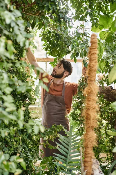 Jardineiro bonito e barbudo em avental de linho sorrindo enquanto trabalhava em estufa, horticultura — Fotografia de Stock