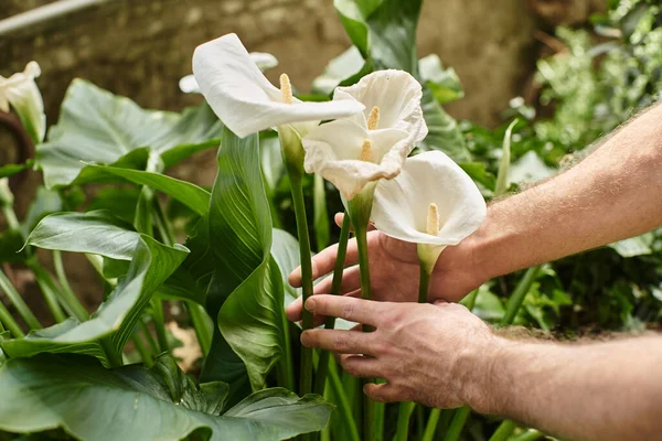 Cropped view of gardener touching white flowers while working in greenhouse, green thumb concept — Stock Photo