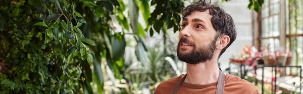 Handsome and bearded gardener in apron looking at green foliage on tree in greenhouse, banner — Stock Photo