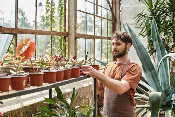 Beau et barbu jardinier en tablier de lin regardant les plantes vertes sur rack en serre — Photo de stock