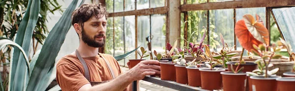 Jardineiro bonito e barbudo em avental de linho olhando para plantas verdes em rack em estufa, banner — Fotografia de Stock