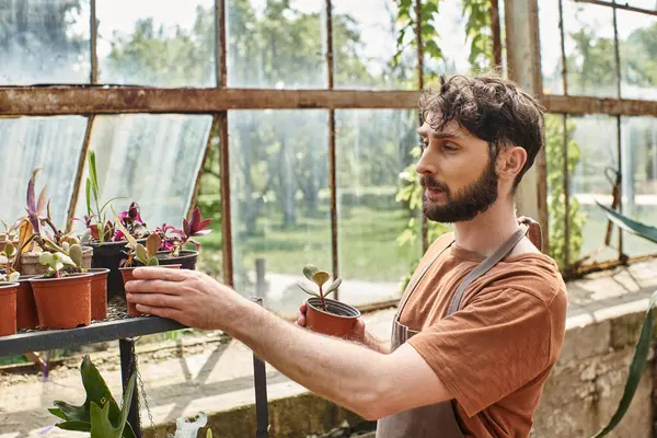 Jardineiro bonito e barbudo em avental de linho olhando para plantas verdes em rack em estufa — Fotografia de Stock