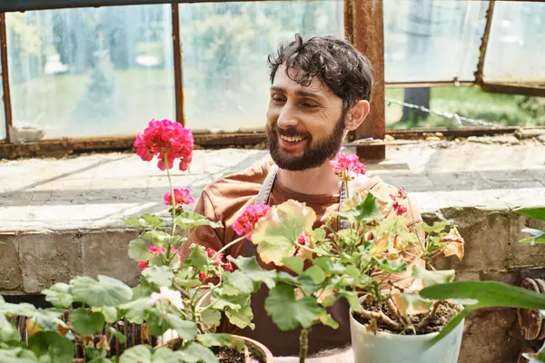 Happy bearded gardener in linen apron looking at plants with flowers on rack in greenhouse — Stock Photo