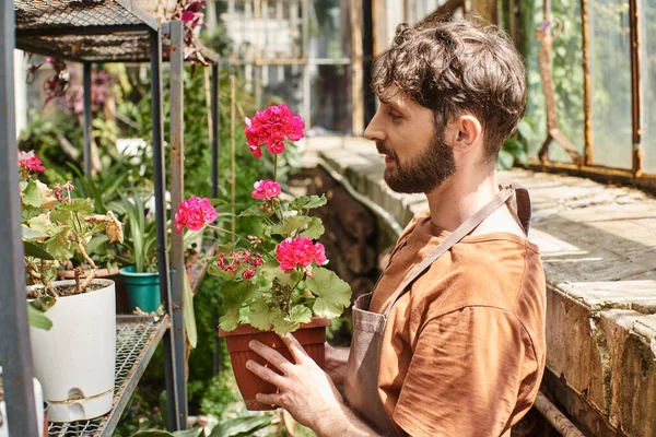 Side view, happy bearded gardener in linen apron holding plant with flowers on rack in greenhouse — Stock Photo