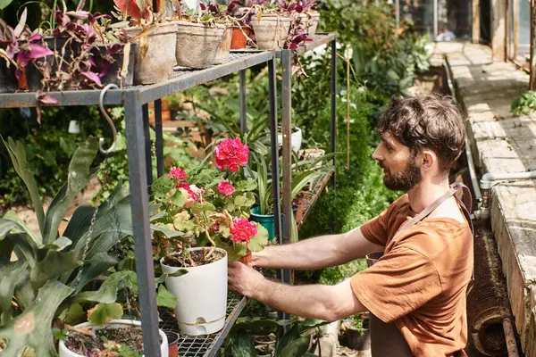 Side view, happy bearded gardener in linen apron holding plant with flowers on rack in greenhouse — Stock Photo