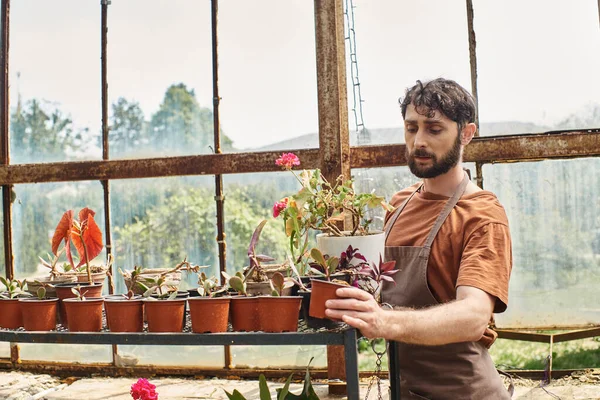 Good looking and bearded gardener in linen apron examining plant near rack in greenhouse — Stock Photo