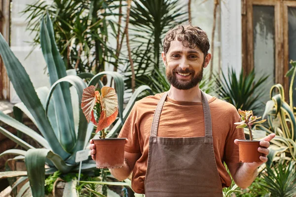 Счастливый бородатый садовник в льняном фартуке держит горшки с растениями в теплице, садоводческой концепции — стоковое фото