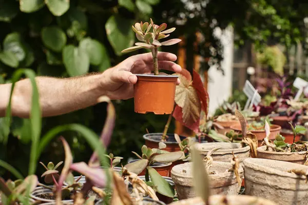 Plan recadré du jardinier mettant la plante en pot sur le rack en serre, concept d'horticulture — Photo de stock