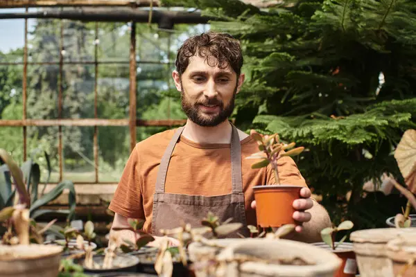 Щасливий бородатий садівник у лляному фартусі, що тримає горшкову рослину в теплиці, концепція садівництва — стокове фото