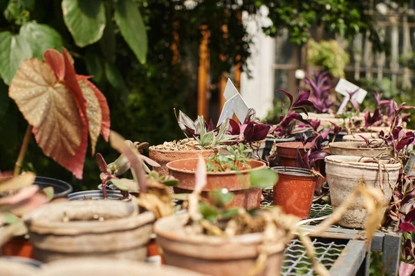 Foto de folhas verdes em plantas dentro de potes em rack em estufa, conceito de jardinagem — Fotografia de Stock
