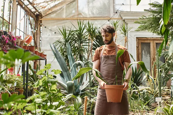 Hombre guapo y barbudo en delantal de lino trabajando con plantas en invernadero, jardinero profesional - foto de stock