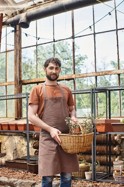 Jardineiro feliz e barbudo em avental segurando cesta de vime com planta em estufa, profissional — Fotografia de Stock