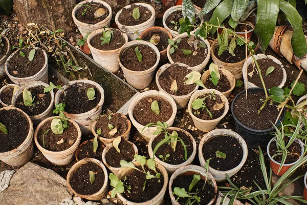 Vista superior de brotes verdes en el suelo dentro de macetas dentro del invernadero, plantas en maceta que cultivan - foto de stock