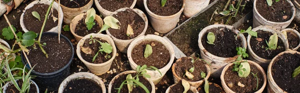 Вид сверху на зеленые ростки в почве внутри горшков внутри теплицы, баннер горшечных растений — стоковое фото