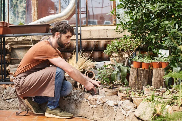Красивий і бородатий професійний садівник у лляному фартусі, що працює в теплиці з рослинами — стокове фото