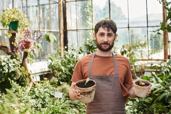 Handsome and bearded gardener in linen apron smiling and holding plants in pots in greenhouse — Stock Photo