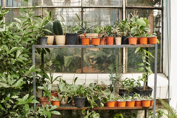Piante con foglie verdi in vasi di fiori in piedi su rack all'interno della serra, concetto di orticoltura — Foto stock