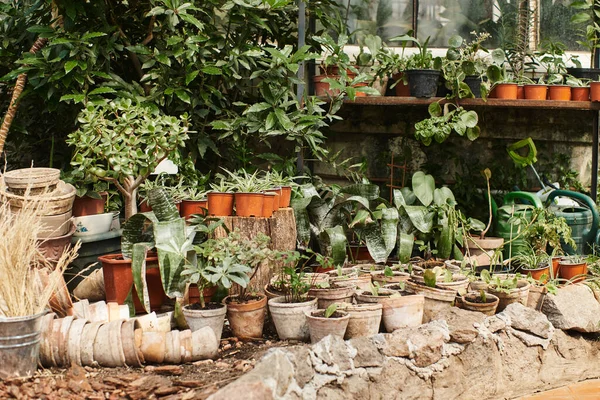 Piante con foglie verdi in vasi di fiori all'interno della serra, concetto di orticoltura — Foto stock