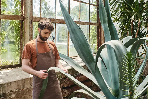 Schöner und bärtiger Gärtner in Schürze, der Blätter der Aloe Vera-Pflanze im Gewächshaus überprüft, Erdpflege — Stockfoto