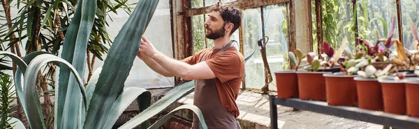 Handsome and bearded gardener in apron checking leaves of aloe vera plant in greenhouse, banner — Stock Photo