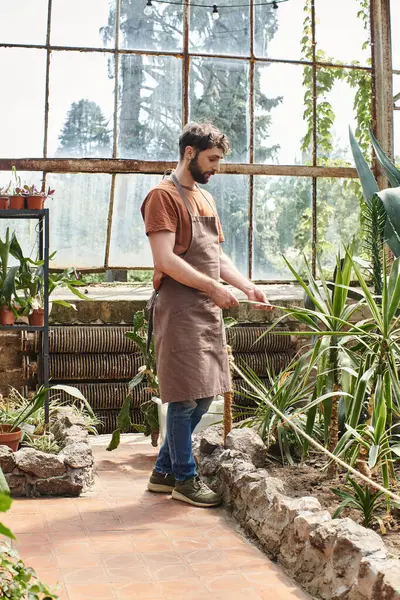 Красивий і бородатий садівник в фартусі перевіряє листя рослини в теплиці, зелений великий палець — стокове фото