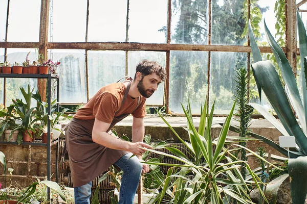 Handsome and bearded gardener in apron checking leaves of plant in greenhouse, green thumb — Stock Photo