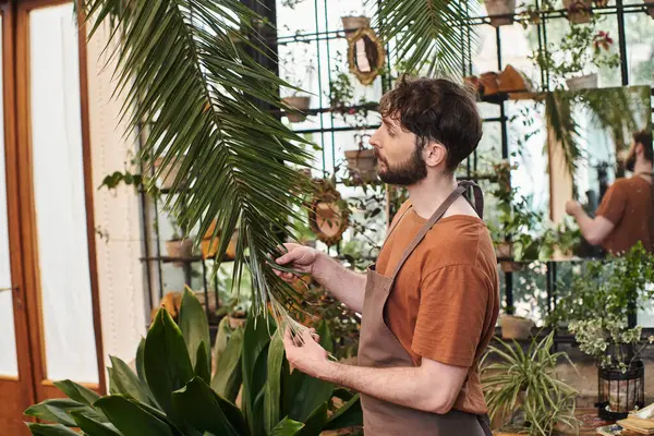 Красивый бородатый садовник в фартуке проверяет листья растений в теплице, зеленый палец — стоковое фото