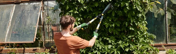 Bearded gardener in gloves cutting twigs on green tree with big gardening scissors, banner — Stock Photo