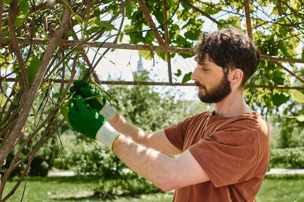 Handsome and bearded gardener examining branches of green tree while working outdoors — Stock Photo