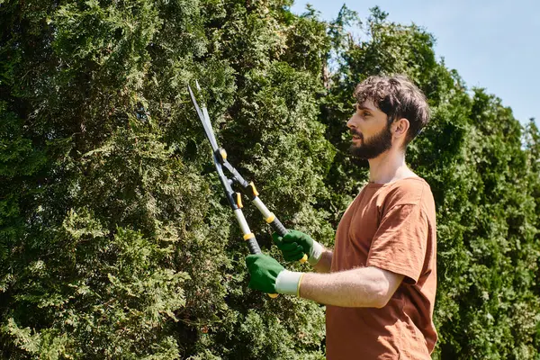 Бородатий садівник в рукавичках обрізає ялинку з великими садовими ножицями під час роботи на відкритому повітрі — стокове фото