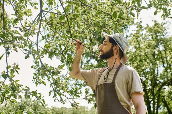 Jardinero barbudo en sombrero de sol y delantal de lino examinar las hojas verdes del árbol mientras se trabaja al aire libre - foto de stock