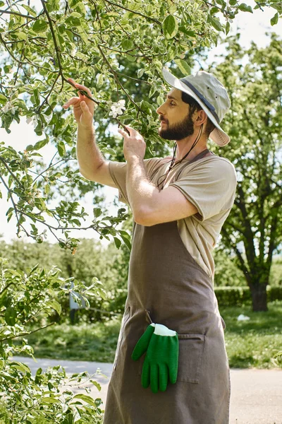 Бородатый садовник в шляпе и льняном фартуке осматривает зеленые листья дерева во время работы на открытом воздухе — стоковое фото