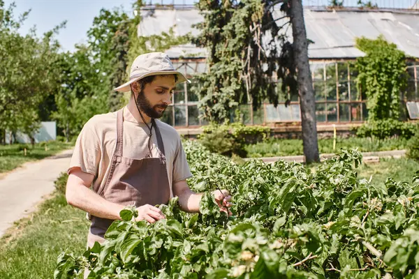 Bearded gardener in sun hat and linen apron examining green leaves of bush while working outdoors — Stock Photo