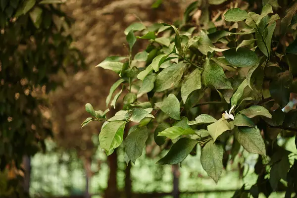 Hojas frescas y verdes de árbol en ambiente natural con fondo borroso, follaje en el bosque - foto de stock