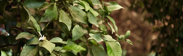 Hojas frescas y verdes de árbol en ambiente natural con fondo borroso, pancarta de follaje - foto de stock