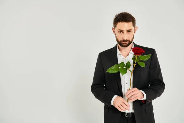 День Святого Валентина, бородатый мужчина в черном элегантном костюме с красной розой, смотрящий в камеру на сером — стоковое фото