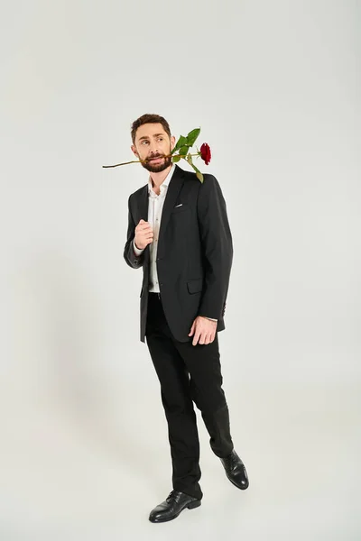 Full length of bearded man in black suit standing with red rose in teeth and looking away on grey — Stock Photo