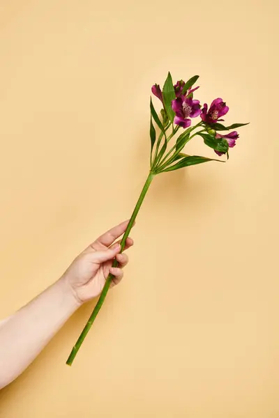 Object photo of fresh lilies in hand of unknown woman with nail polish on pastel yellow backdrop — Stock Photo