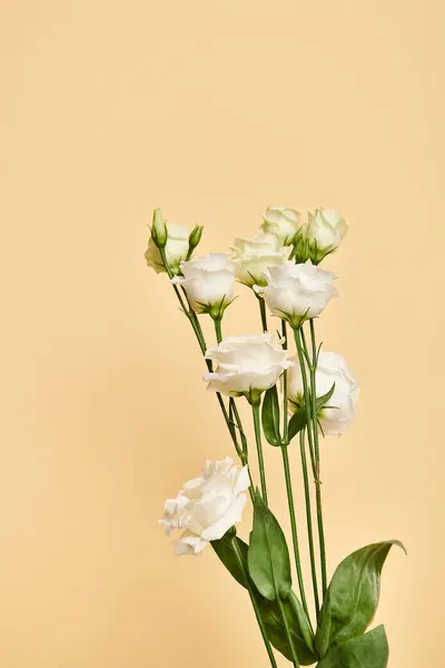 Object photo of beautiful blossoming white eustoma flowers on pastel yellow background, nobody — Stock Photo