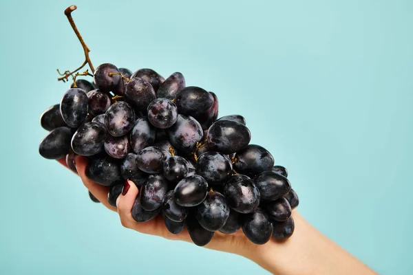 Об'єкт фото свіжого соковитого винограду в руці молодої невідомої жінки з лаком для нігтів на синьому фоні — стокове фото