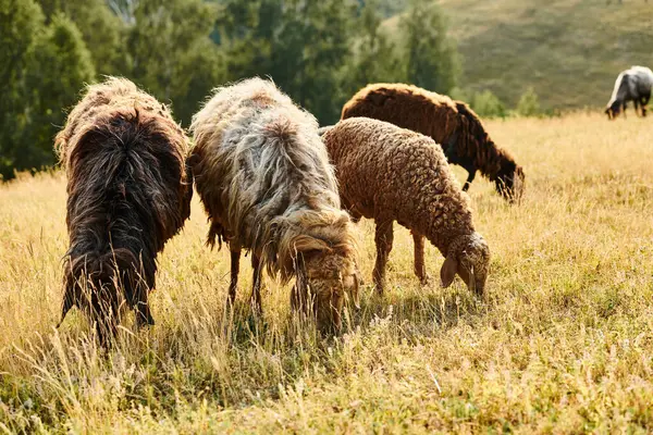 Bovini vivi di pecore e agnelli marroni e neri al pascolo erba fresca mentre nel campo verde panoramico — Foto stock