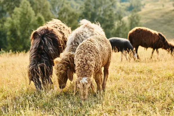 Vivid cattle of brown and black sheeps and lambs grazing fresh grass while in green scenic field — Stock Photo