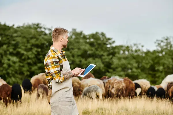 Atrayente granjero con barba y tatuajes usando tableta para analizar su ganado de ovejas y corderos - foto de stock