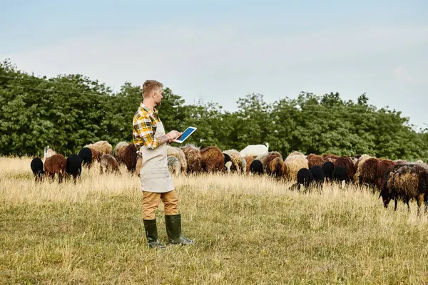 Atrayente granjero con barba y tatuajes usando tableta para analizar su ganado de ovejas y corderos - foto de stock