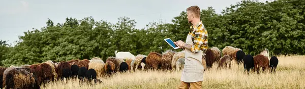 Granjero guapo con barba y tatuajes usando tableta para analizar ganado de ovejas y corderos, estandarte - foto de stock